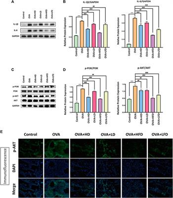 Screening of Bioactive Fraction of Radix Paeoniae Alba and Enhancing Anti-Allergic Asthma by Stir-Frying Through Regulating PI3K/AKT Signaling Pathway